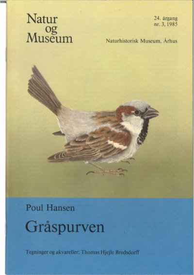 Gråspurven